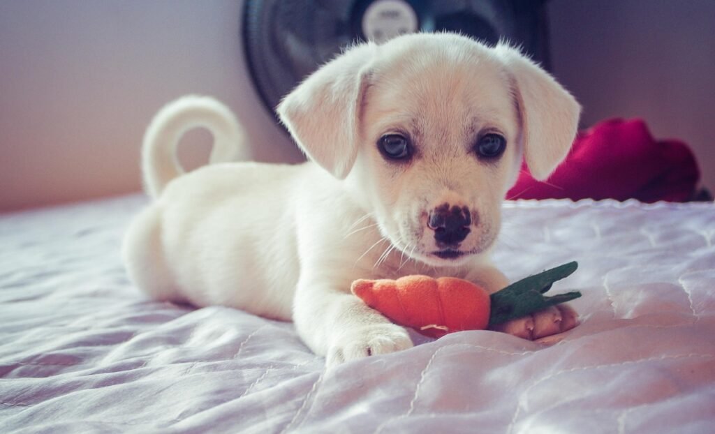 banho e tosa premium com acessório especial de páscoa
