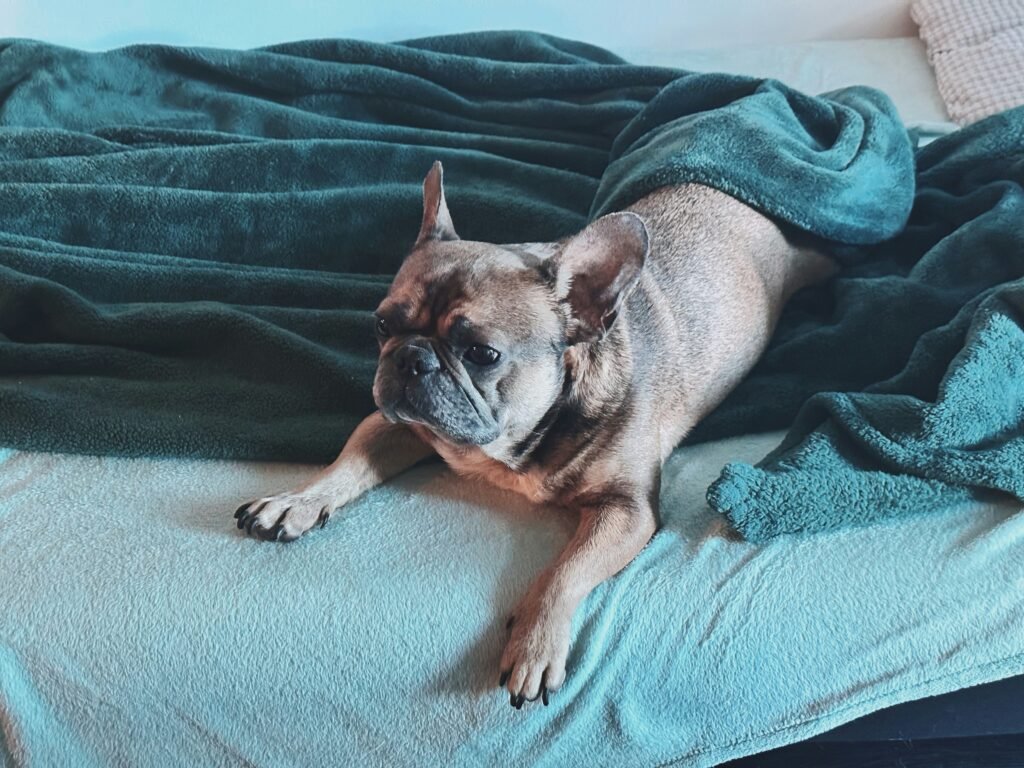 banho e tosa premium com acessório especial de páscoa